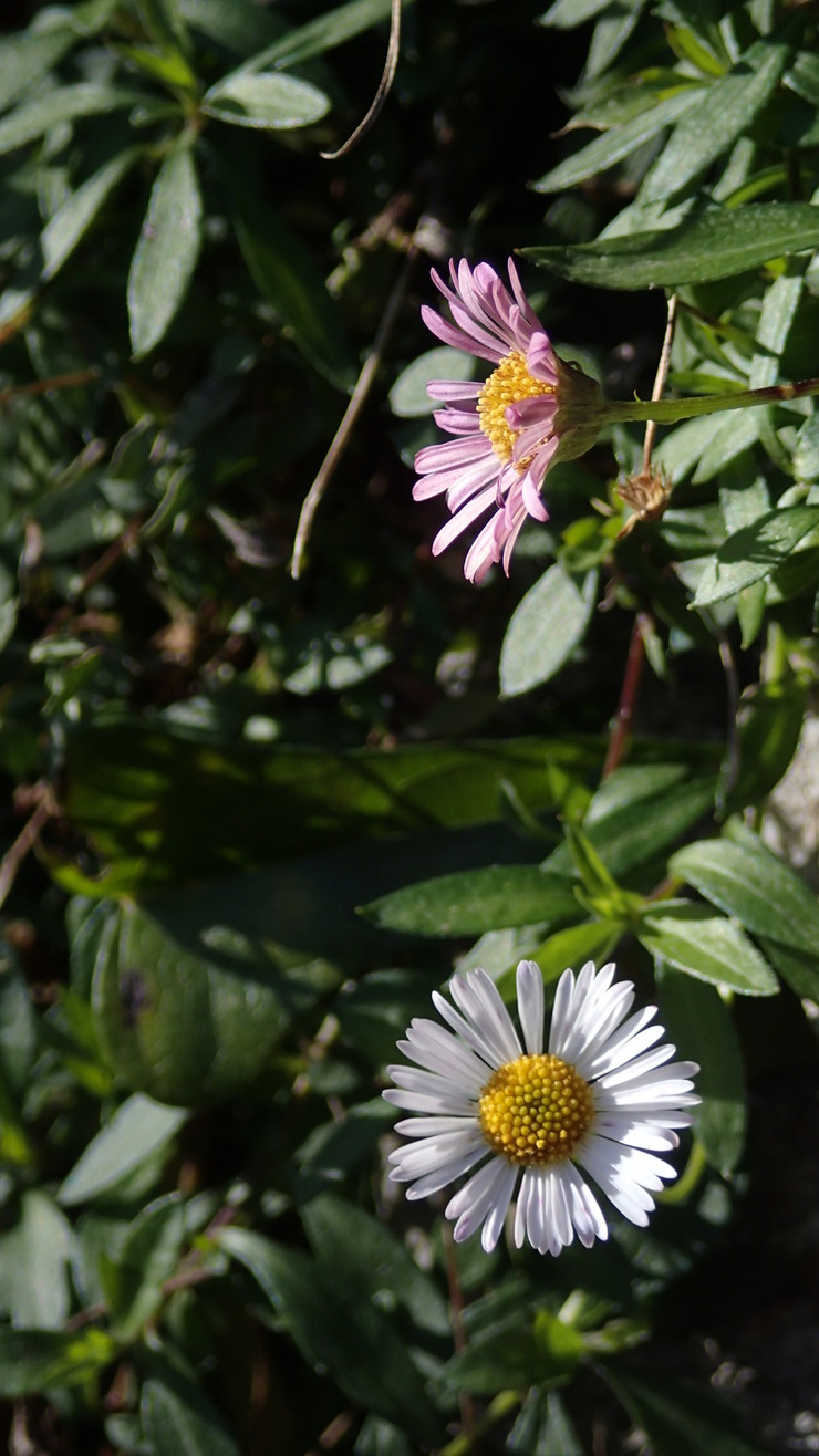 e0024081_15442963.jpg