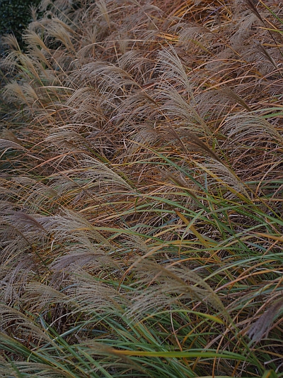 c0156908_012616.jpg