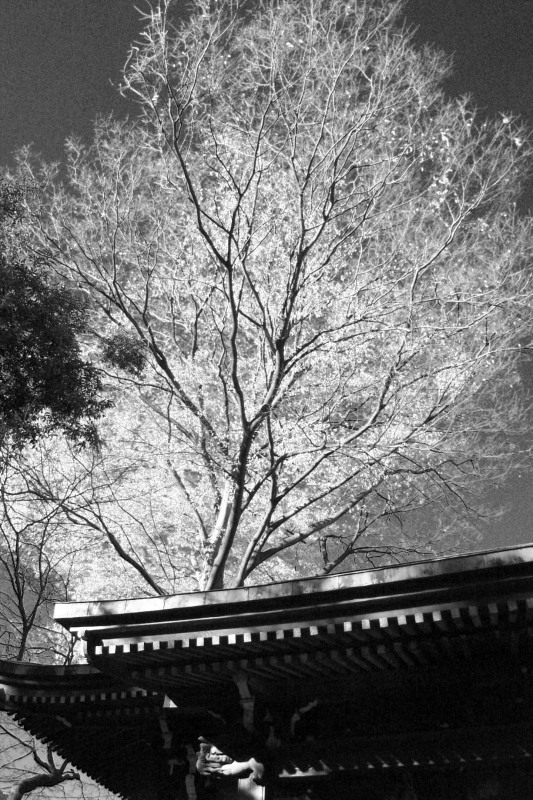 c0109827_173781.jpg