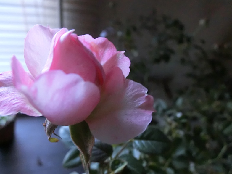 f0237037_1593757.jpg