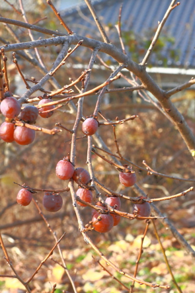 f0232758_16245329.jpg