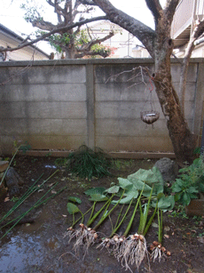 e0010353_20573558.gif