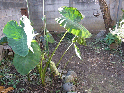 e0010353_21565365.gif