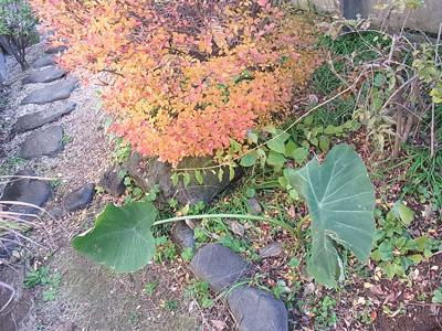 e0010353_2157822.gif