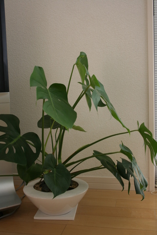 c0248269_114368.jpg