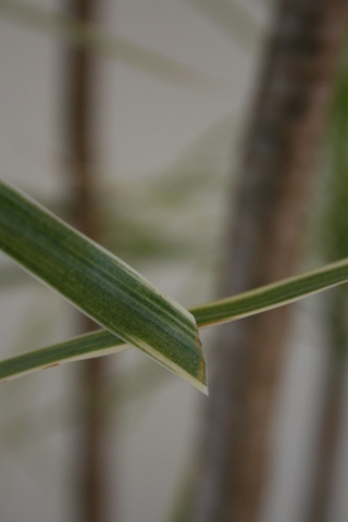 c0248269_11551888.jpg