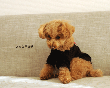 c0196673_8205264.gif