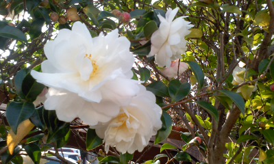 c0069380_11231133.jpg