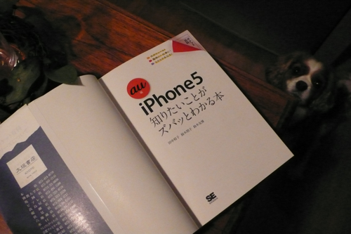 a0079292_10534781.jpg