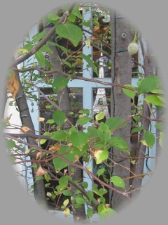 c0134734_0101278.jpg