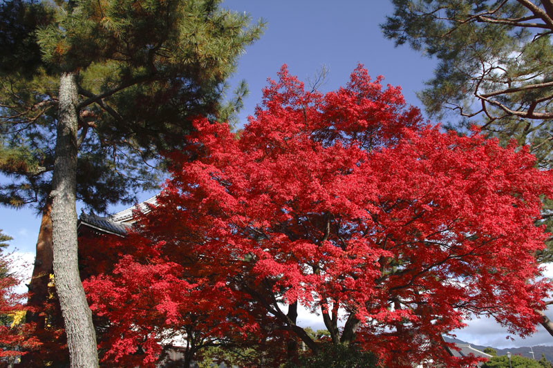 b0042837_22472766.jpg
