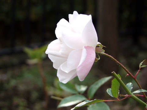 e0088260_22205187.jpg