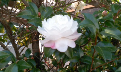 c0069380_12233362.jpg