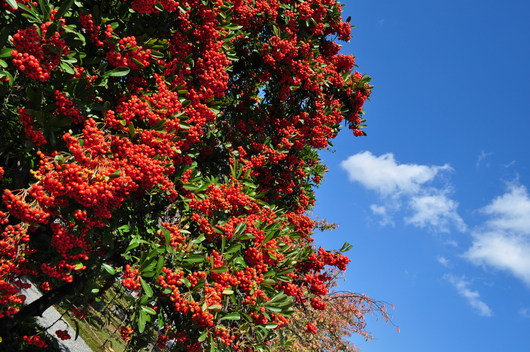 e0007801_10555479.jpg