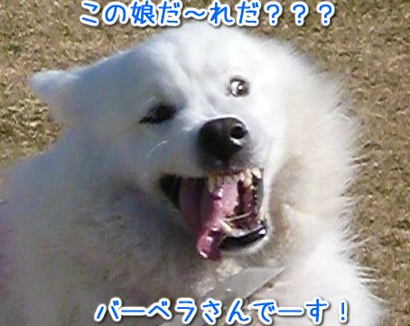 a0166954_1594138.jpg