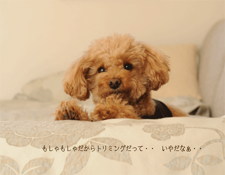c0196673_705786.gif