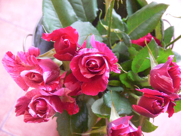 e0140986_11435061.jpg