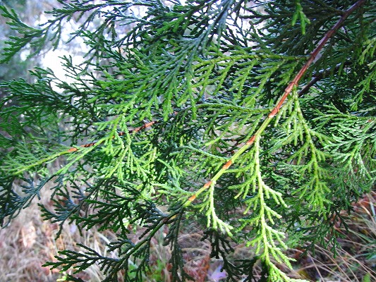 f0187402_2040535.jpg