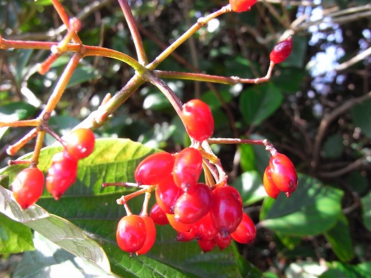 f0187402_2040711.jpg