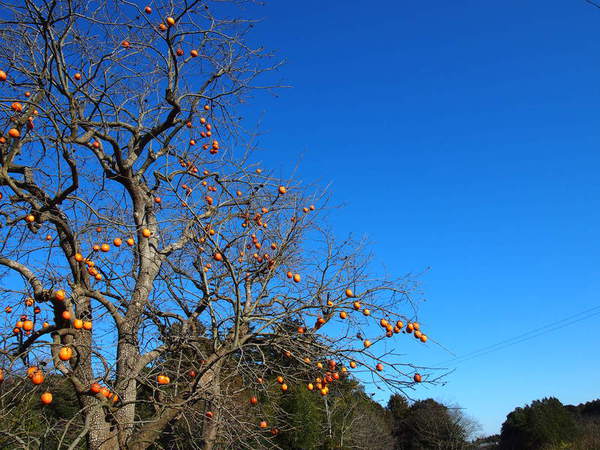a0185007_2015553.jpg