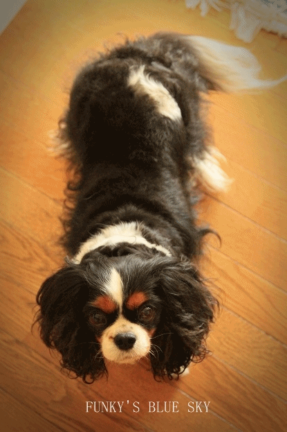 c0145250_17123579.gif