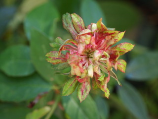 e0105760_11405672.jpg