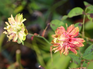 e0105760_11411649.jpg