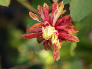 e0105760_1141273.jpg