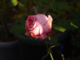 e0105760_11414083.jpg