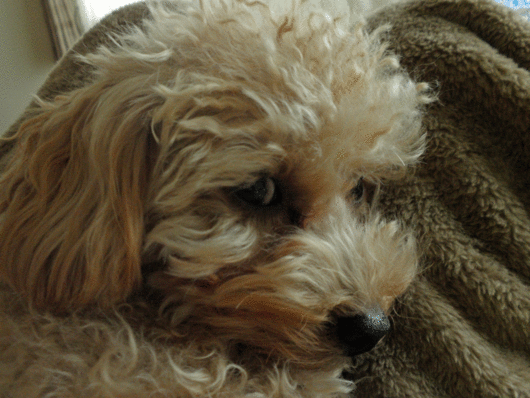 b0098881_10361167.gif
