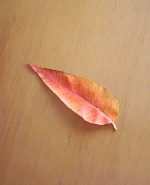 e0143690_17364778.jpg