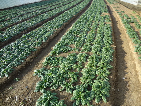 e0292102_10564988.jpg