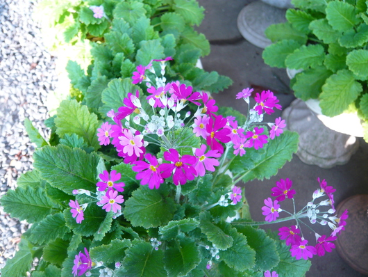a0206332_9482199.jpg