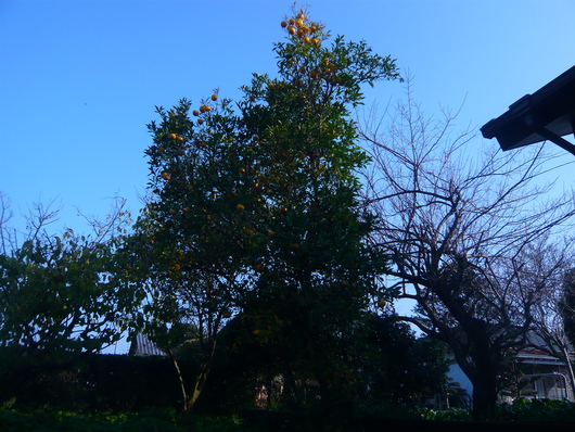 a0206332_9572988.jpg