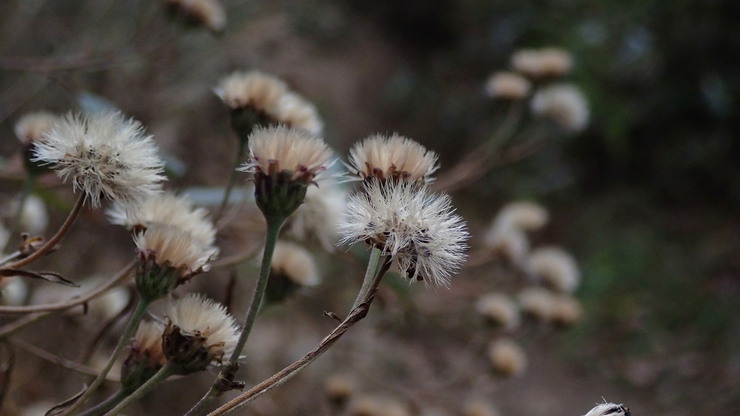 e0024081_1652147.jpg