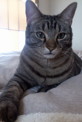 c0193788_8422010.gif
