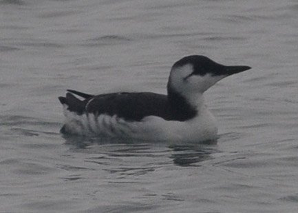 f0159390_9391118.jpg