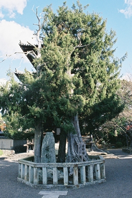 d0035307_2305011.jpg