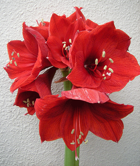 a0001354_22543159.gif