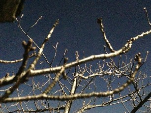 c0205258_1184494.jpg