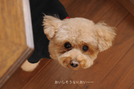 c0196673_8114534.gif