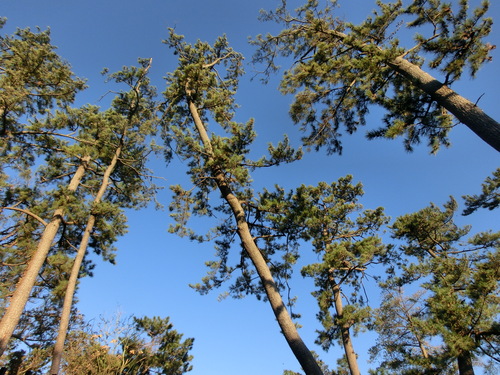 e0123587_21031.jpg