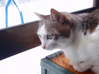 a0159490_16454339.jpg