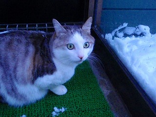 a0159490_1652225.jpg