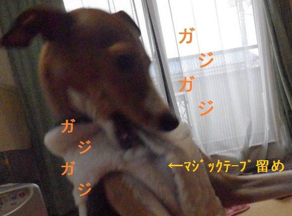 a0284997_1131995.jpg