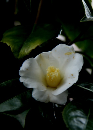 d0163550_2045186.jpg
