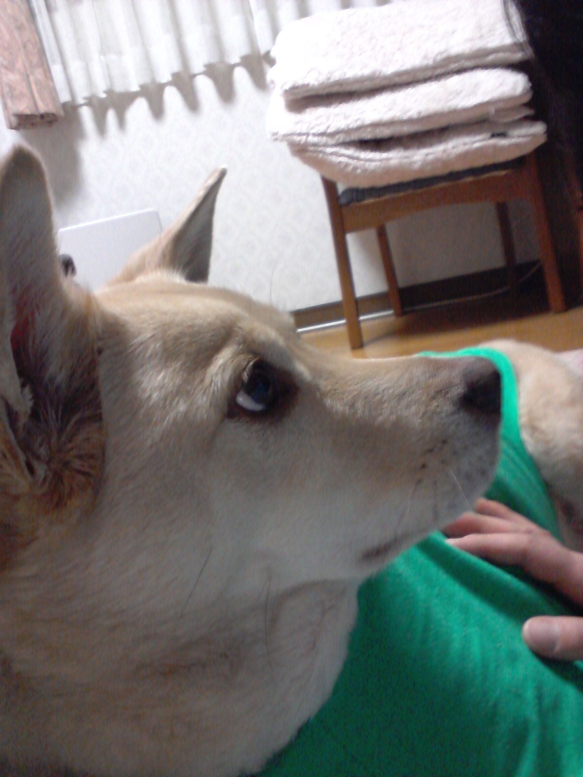 d0038458_11305915.jpg