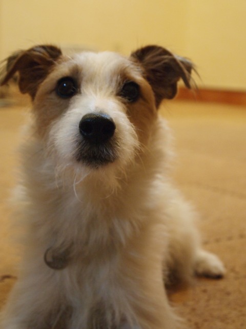 a0216469_10324474.jpg