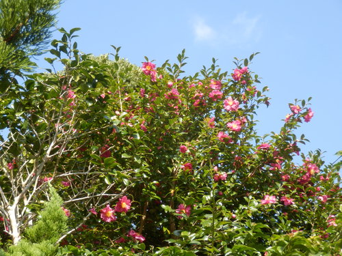 e0292172_2091785.jpg
