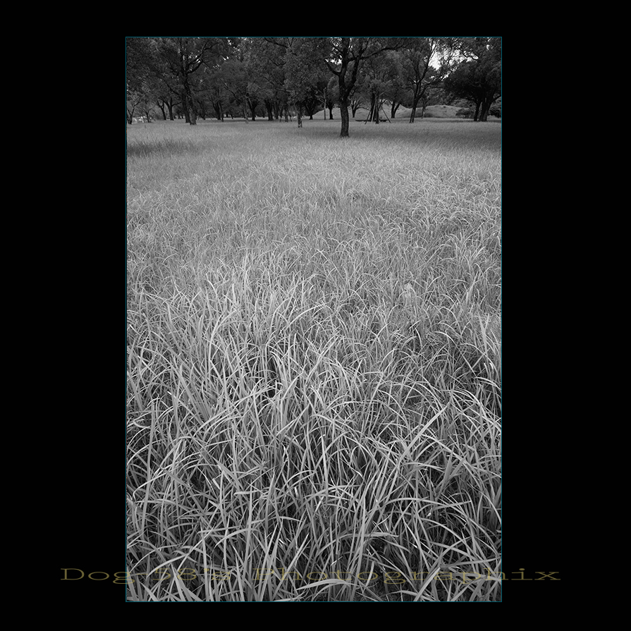 d0004832_2064882.jpg
